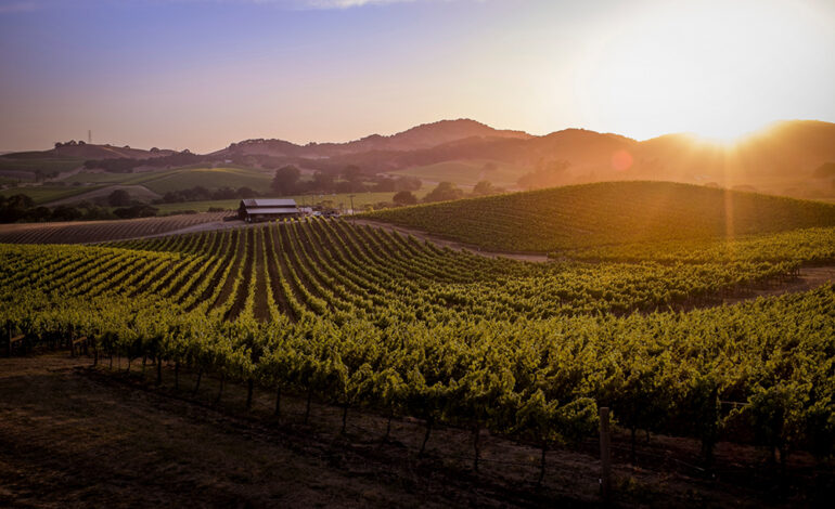 Napa Valley has novelties to delight the eyes and the palate